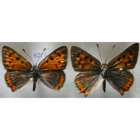 Lycaena phlaeas (Linnaeus, 1761) pair Czerwończyk żarek Czech62f